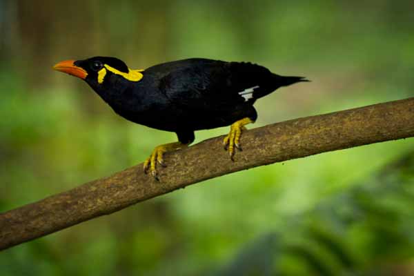 পোস্ট মর্টেমের বাংলা নাম ময়নাতদন্ত কেন?