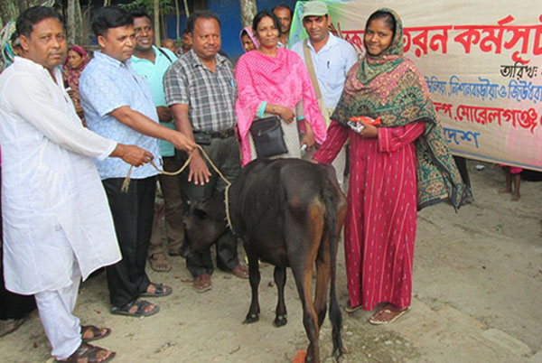 মোরেলগঞ্জে ২৫টি পরিবারকে গাভি দান
