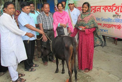 মোরেলগঞ্জে ২৫টি পরিবারকে গাভি দান