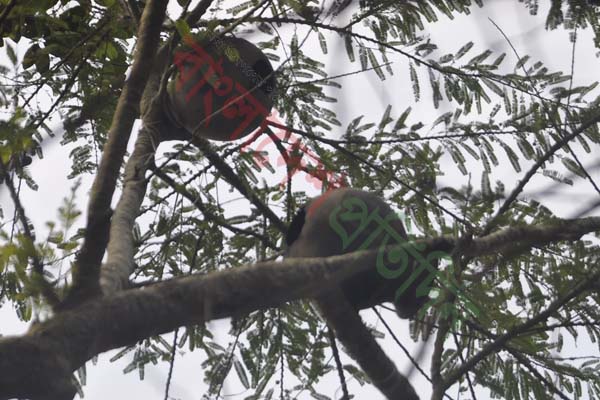 মাদারীপুরে পাখি রক্ষায় গাছে গাছে মাটির হাড়ি