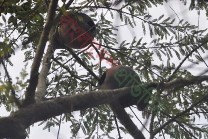 মাদারীপুরে পাখি রক্ষায় গাছে গাছে মাটির হাড়ি
