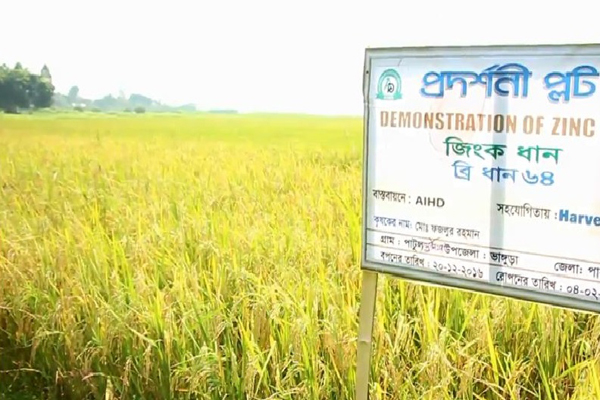 পাবনায় জিঙ্ক সমৃদ্ধ ধানের সফল উৎপাদন