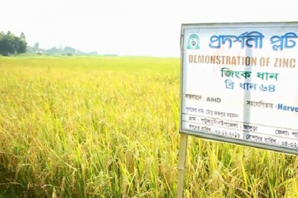পাবনায় জিঙ্ক সমৃদ্ধ ধানের সফল উৎপাদন