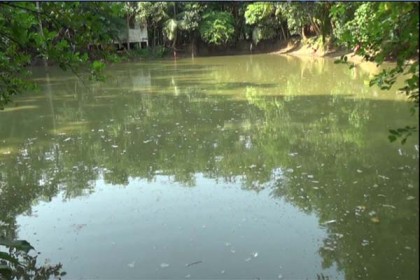 বিএনপি নেতার পুকুরে বিষ দিয়ে মাছ নিধন 