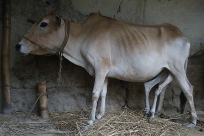 ছয় পা বিশিষ্ট গরু!