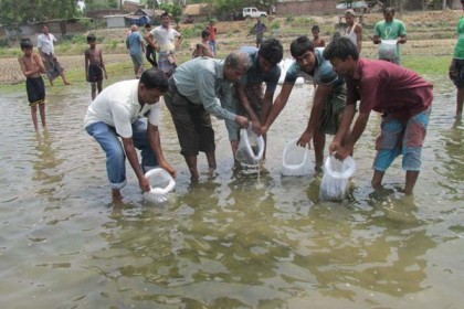 মেহেরপুরে সোয়া ৩ লাখ মাছের পোনা অবমুক্ত