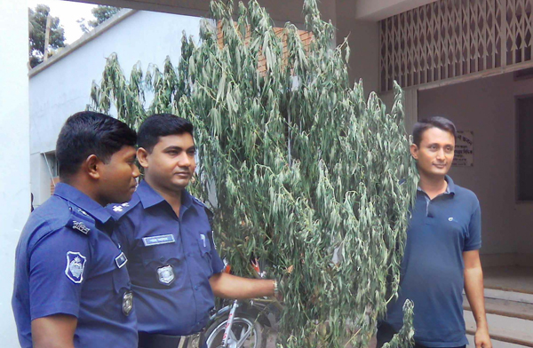 ফুলবাড়ীতে পৃথক অভিযানে মাদকসহ আটক ২