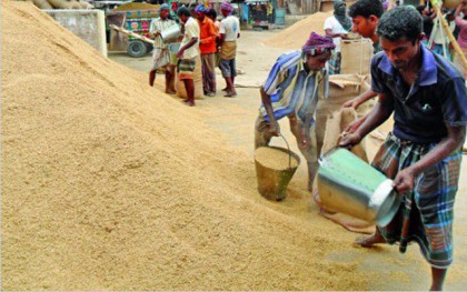 ঠাকুরগাঁওয়ে সরকারিভাবে ধান সংগ্রহ শুরু