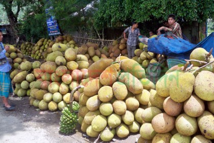 পাহাড়ে কাঁঠালের বাম্পার ফলন