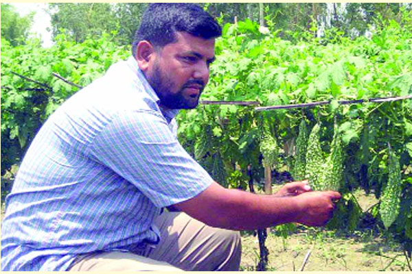 সবজি বীজ চাষে মাসে আয় ৭০ হাজার টাকা
