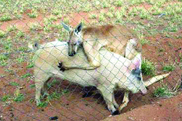 ক্যাঙ্গারু-শূকরের প্রেম