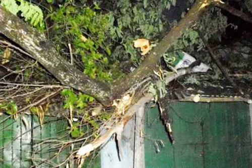 পটুয়াখালীতে ঝড়ে গাছ চাপা পড়ে ২ নারীর মৃত্যু
