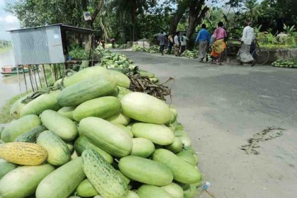 ফরিদপুরে লালমি বাঙ্গিতে কৃষকদের মুখে হাসি