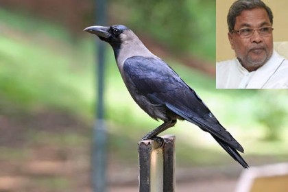 গাড়িতে বসেছিল কাক, তারপর...