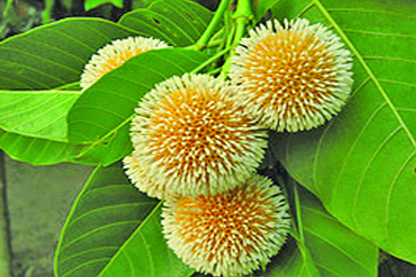 আষাঢ়ের প্রথম দিন আজ