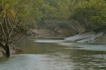সুন্দরবনে মাছ শিকারের অভিযোগে ৭ জেলে আটক
