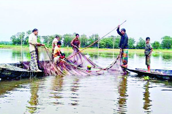 ঝাঁকে ঝাঁকে ইলিশ হাকালুকি হাওরে