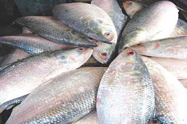 ইলিশ সস্তা: মৎস্যমন্ত্রী