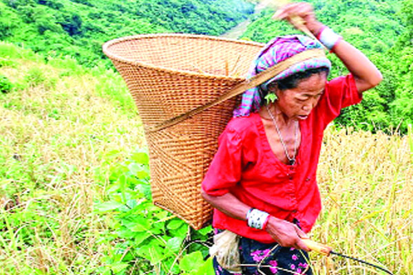 উজাড় হয়ে যাচ্ছে বনাঞ্চল