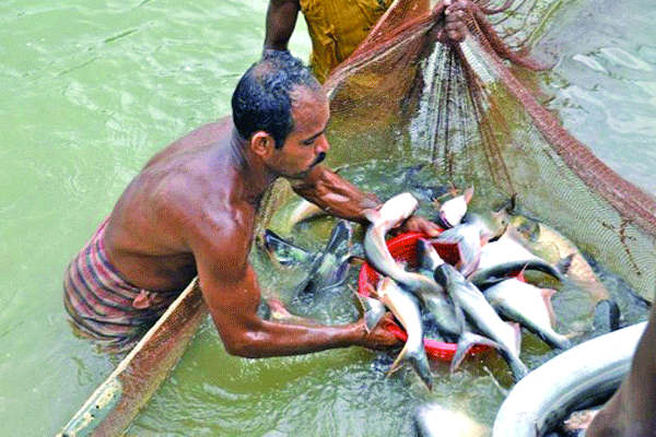 পাঙ্গাশ চাষে ভাগ্য বদল