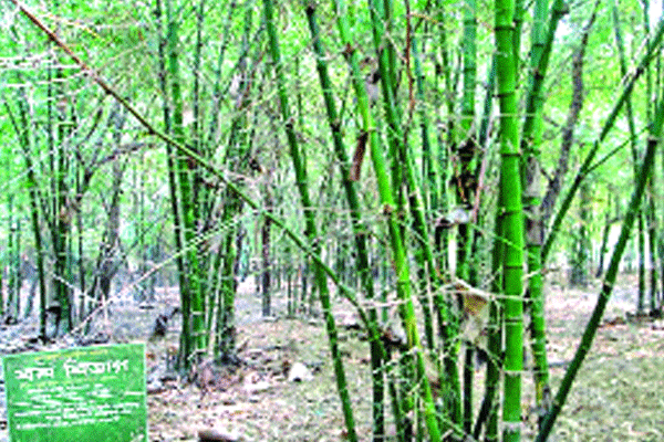 নওগাঁর পতিত জমিতে বাঁশবাগান
