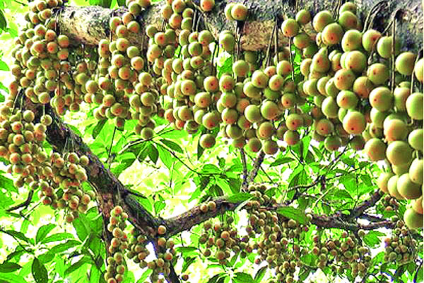ইউরোপ-মধ্যপ্রাচ্যে শিবপুরের লটকন