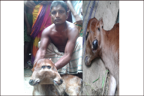 খানসামায় এক বাছুরের চার চোখ!