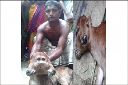 খানসামায় এক বাছুরের চার চোখ!