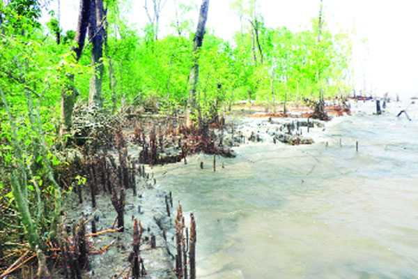 বিলীন হচ্ছে বরগুনার হরিণবাড়িয়া বন