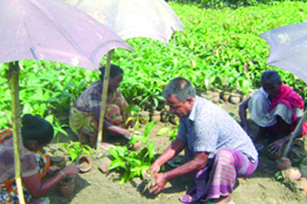 গাছের চারায় ওহিদ শেখের সুখের দিন