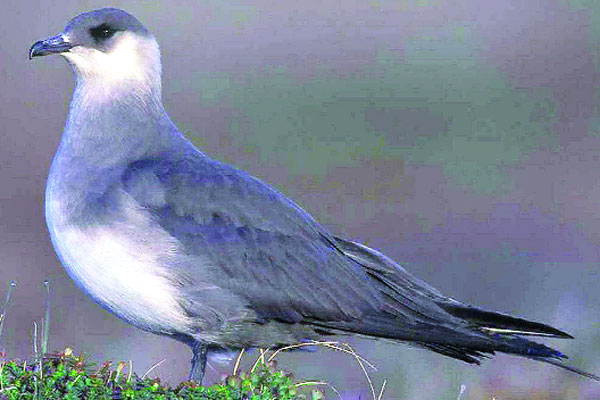 পাখির নাম জলদস্যু