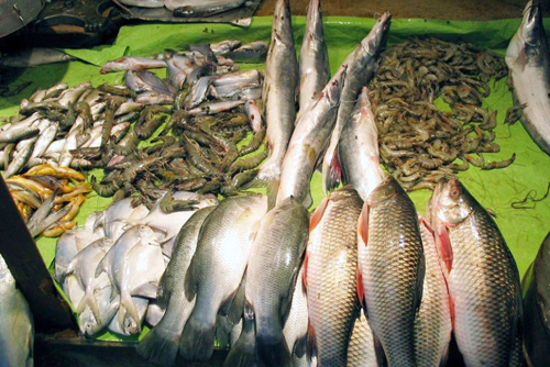 টাটকা মাছ কেনার টিপস