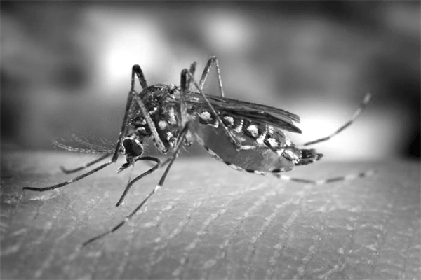 ডেঙ্গু মোকাবিলায় প্রয়োজন সতর্কতা