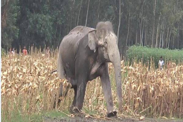ভারত থেকে আসা হাতিটি এখন ছিন্নার চরে 