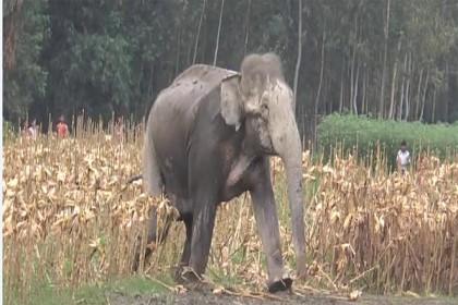 ভারত থেকে আসা হাতিটি এখন ছিন্নার চরে 