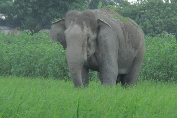 বন্য হাতিটি উদ্ধারে কাজিপুরে বন কর্মকর্তারা