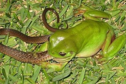 আস্ত সাপকে গিলে খাচ্ছে ব্যাঙ!