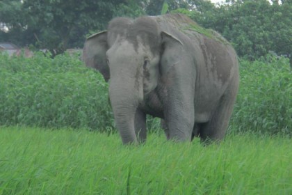 ভারতীয় হাতি নিয়ে বিপাকে বনবিভাগ