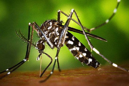 যুক্তরাষ্ট্রে মশার মাধ্যমে ছড়াচ্ছে জিকা ভাইরাস