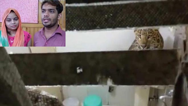 মধুচন্দ্রিমার রাতে হোটেল কক্ষে হানা দিল বাঘ! (ভিডিও)