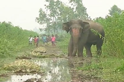 সেই হাতি উদ্ধারে আসছে ভারতীয় দল