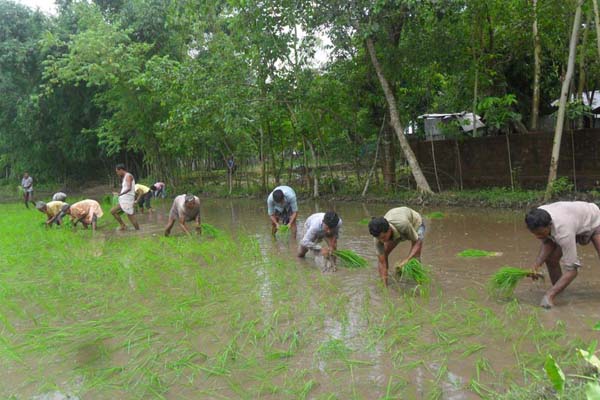 পঞ্চগড়ে হারিয়ে যাচ্ছে কৃষকের প্রাচীন 'হাউলি' প্রথা 