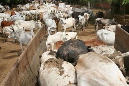 খাবার না পেয়ে ভারতে ৫০০ গরুর মৃত্যু
