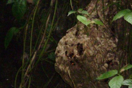 দিনাজপুরে ভীমরুলের হুলে ৩ বোনের মৃত্যু