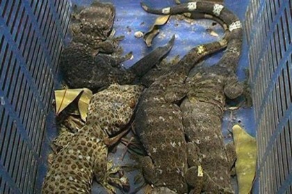 গাজীপুরে ৪৮টি তক্ষক উদ্ধার