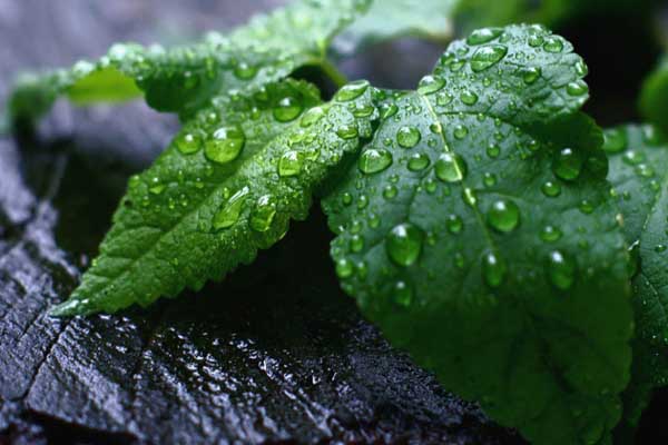 পুদিনা পাতায় দূর হবে পোকামাকড় ও ইঁদুর