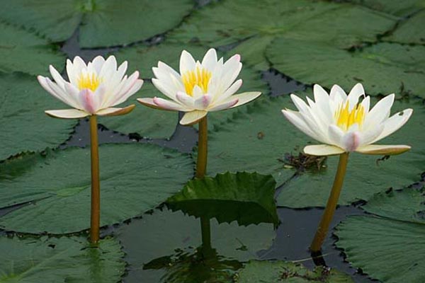 শাপলা তুলতে গিয়ে খালা-ভাগ্নের মৃত্যু