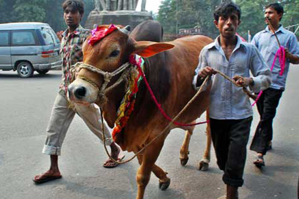 বয়স ১৮ না হলে ঈদে পশু জবাই নয়