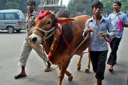 বয়স ১৮ না হলে ঈদে পশু জবাই নয়