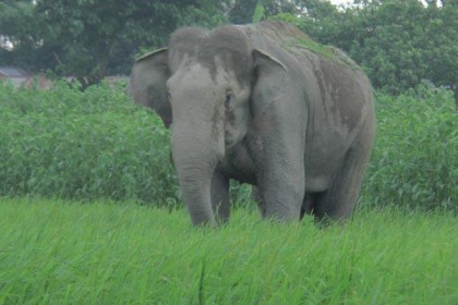 অবশেষে বন্য হাতিটি উদ্ধার